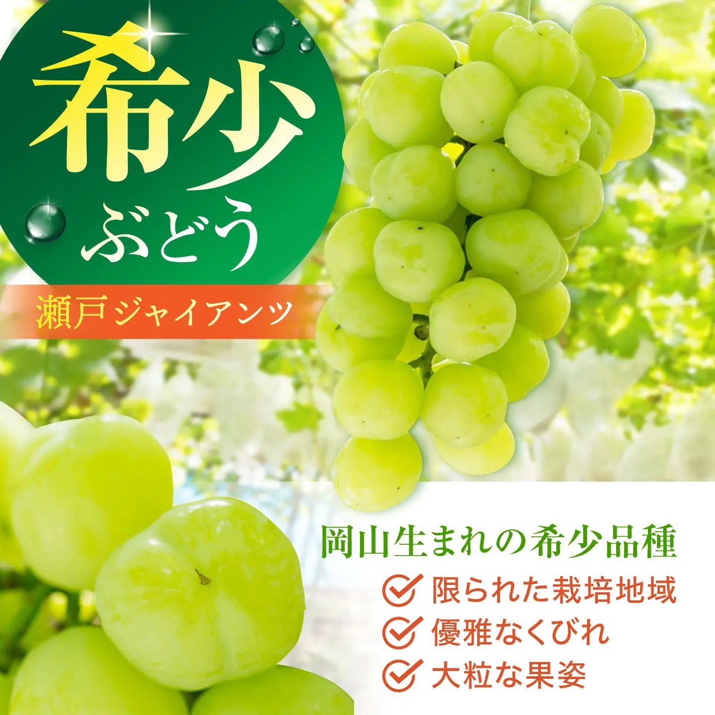 【先行予約】 ぶどう2種詰め合わせ（瀬戸ジャイアンツ・シャインマスカット） 総計900g以上 【小林農園】 / ブドウ ぶどう 果物 種なし[HAX012]