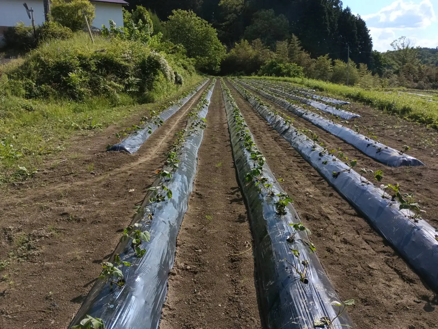 【ふるさと納税】神石高原産 紅はるか 約4kg しっとり甘い さつまいも 国産さつまいも 焼き芋におすすめ｜中ちゃん農園 広島県 神石高原町
