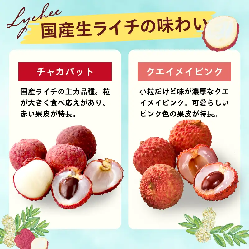 先行予約 数量限定 希少 国産 綾 生ライチ 2箱セット 2種類（化粧箱入り）果物 フルーツ くだもの 国産ライチ 2027年 トロピカルフルーツ 南国フルーツ 冷蔵 ジューシー 高級 デザート ギフト 贈り物 プレゼント ご褒美 宮崎県 送料無料【JA綾町】_A0114-2374