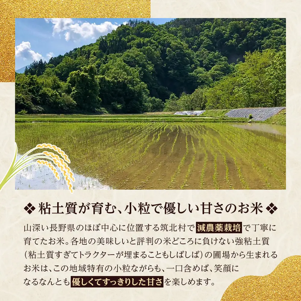 先行予約【2026年11月上旬頃～順次発送予定】ちっくほっくふぁ～む　やせられ米２ｋｇ| 筑北村 お米 米 ごはん ご飯 精米 健康 食材 食生活 主食 食卓活用 家庭用 日常使い 食感 人気 おすすめ 米穀 食事 食生活支援 お取り寄せ 通販 送料無料 ふるさと納税