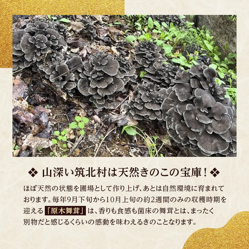 先行予約【2026年9月中旬頃～順次発送予定】ちっくほっくふぁ～む　山の恵み　原木舞茸 400g| 筑北村 農産物 きのこ 栽培由来 天然近い環境 肉厚食感 香り豊か 旨み強い 秋収穫 食卓活用 調理用途 人気 おすすめ 山菜 食材 和食素材 炒め物 炊き込み料理 天ぷら お取り寄せ 通販 送料無料 ふるさと納税