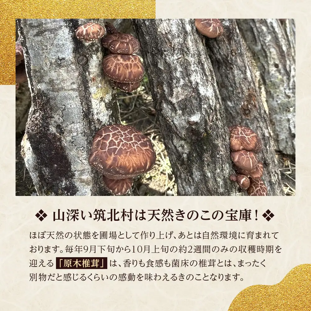 先行予約【2027年3月上旬頃～順次発送予定】ちっくほっくふぁ～む　山の恵み　原木椎茸 1kg| 筑北村 農産物 きのこ 原木栽培 香り高い 旨味成分豊富 肉厚食感 出汁利用 煮物用途 食卓活用 調理素材 家庭用 人気 おすすめ 椎茸料理 和食素材 汁物 鍋料理 食材利用 加工食材 お取り寄せ 通販 送料無料 ふるさと納税