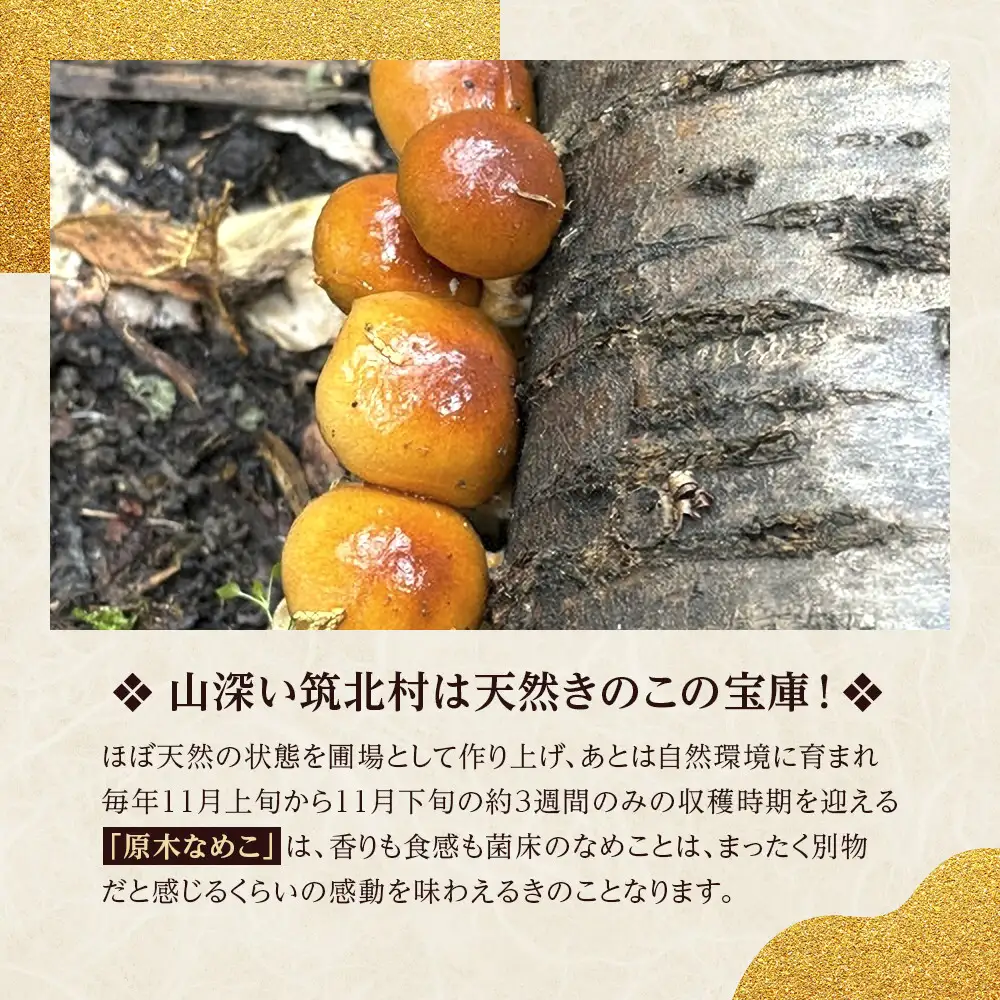 先行予約【2026年11月上旬頃～順次発送予定】ちっくほっくふぁ～む　山の恵み　原木なめこ約150ｇ| 筑北村 農産物 きのこ ぬめり食感 つるんとした口当たり 旨み豊か 汁物用途 味噌汁具材 食卓活用 日常調理 家庭用 人気 おすすめ 和食素材 副菜 食事素材 食材利用 料理用食材 お取り寄せ 通販 送料無料 ふるさと納税