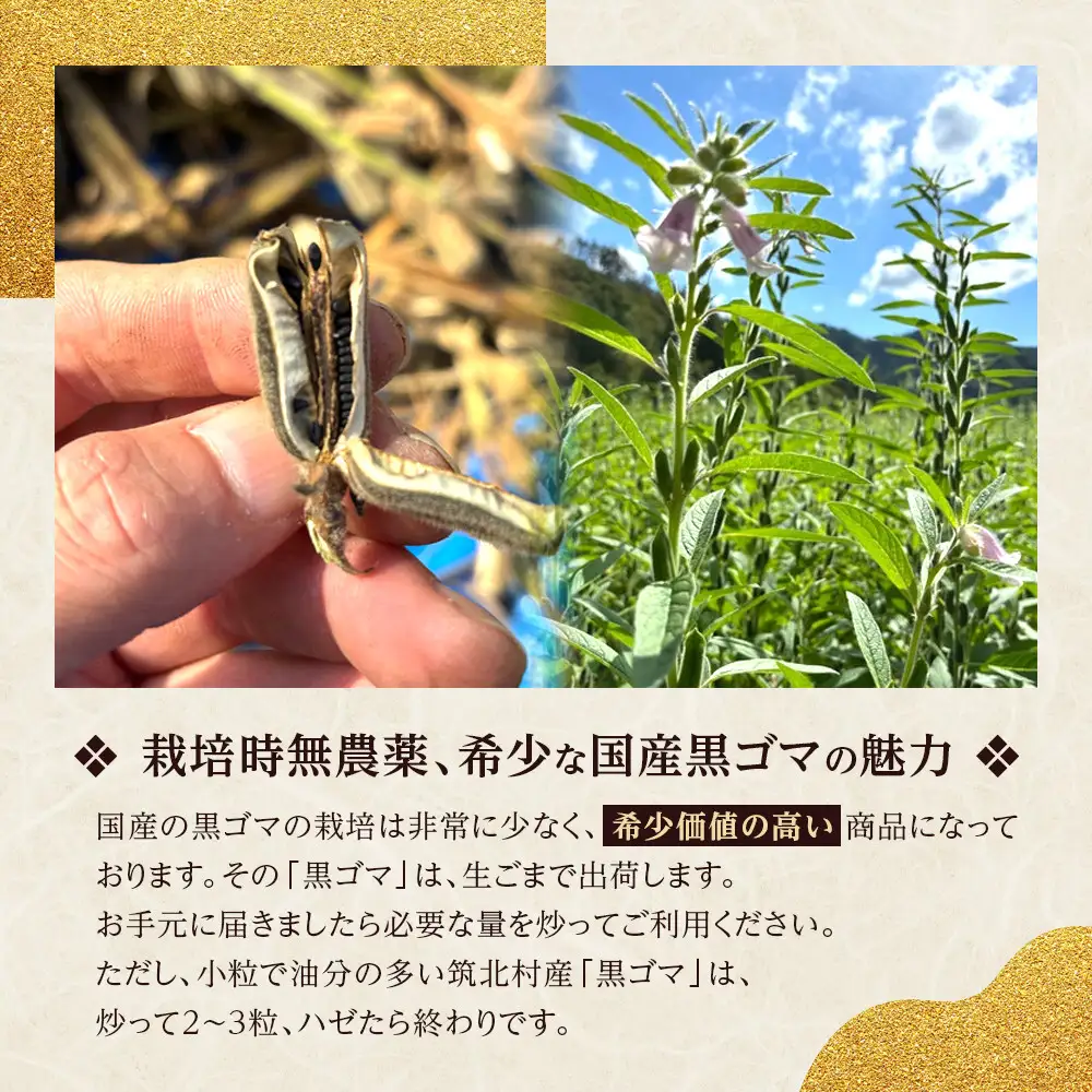先行予約【2027年2月上旬頃～順次発送予定】ちっくほっくふぁ～む　栽培時農薬不使用　筑北村産　黒ゴマ500ｇ| 筑北村 黒ごま 黒ゴマ ごま 胡麻 農産物 香ばしい 風味 栄養 健康 食卓活用 調理素材 料理 和食 すりごま 家庭用 人気 おすすめ 食材利用 トッピング 健康志向 食材 栄養食材 加工素材 お取り寄せ 通販 送料無料 ふるさと納