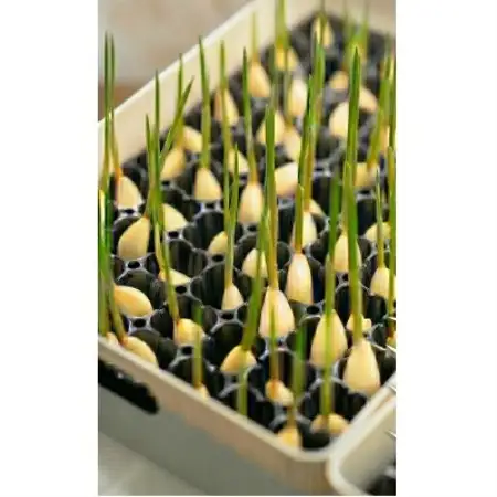【9月中旬から4月中旬の発送】まるごと!スプラウトにんにく(80g×3パック)栄養満点スーパーフード【配送不可地域：離島】【1735503】