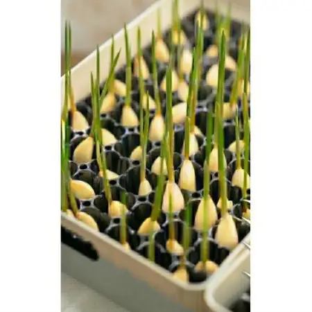 【9月中旬から4月中旬の発送】まるごと!スプラウトにんにく(80g×5パック)栄養満点スーパーフード【配送不可地域：離島】【1735505】