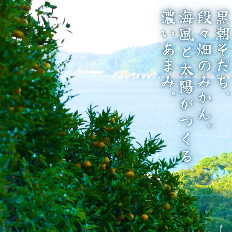 八朔 一級品 5kg / 和歌山 有田 広川 はっさく 柑橘 果物 くだもの ギフト フルーツ 果実 ※2027年2月上旬～2月下旬頃に順次発送予定【hkt021-p-5】