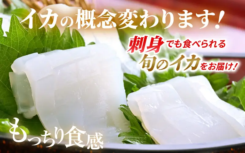 お刺身で食べる 天然 ケンサキイカ 約1kg 活きたイカをご提供している漁師が活〆！[m36-b004]
