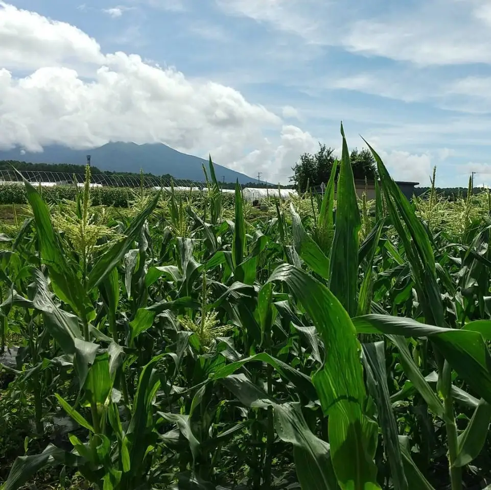 八ヶ岳産 朝採れ とうもろこし 6本 【2026年7月下旬～発送】| イケブチ農園