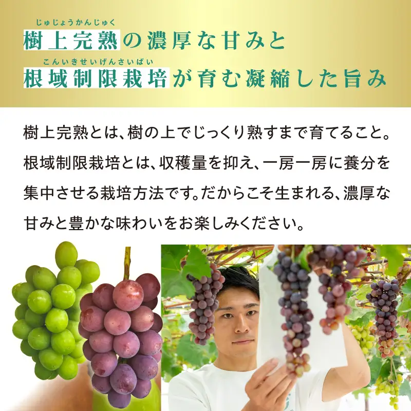 【朝採り樹上完熟】園主厳選！旬のぶどう2品種食べ比べセット フルーツ 103-01