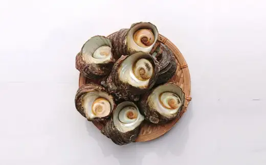 臼杵の綺麗な海で育った天然サザエ（1.2kg）