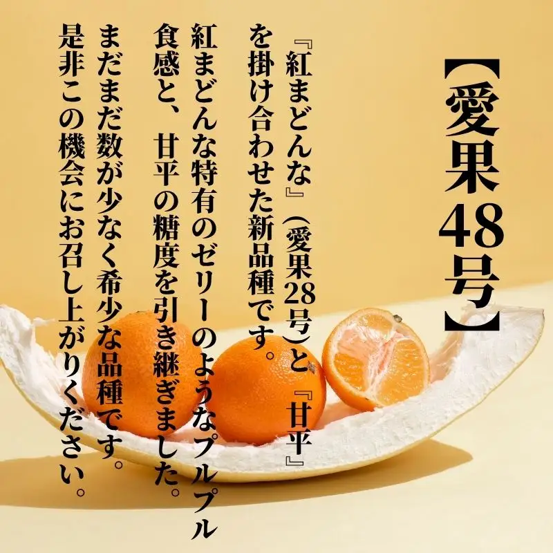 【2027年2月下旬頃から順次発送】愛果48号　家庭用 約2.5kg  | 愛媛 愛媛県産みかん 蜜柑 ミカン mikan みかん あいか  柑橘 お取り寄せ グルメ 期間限定 数量限定 あまい甘い 果物 旬  美味しい  愛媛県 松山市 【PT049】 
