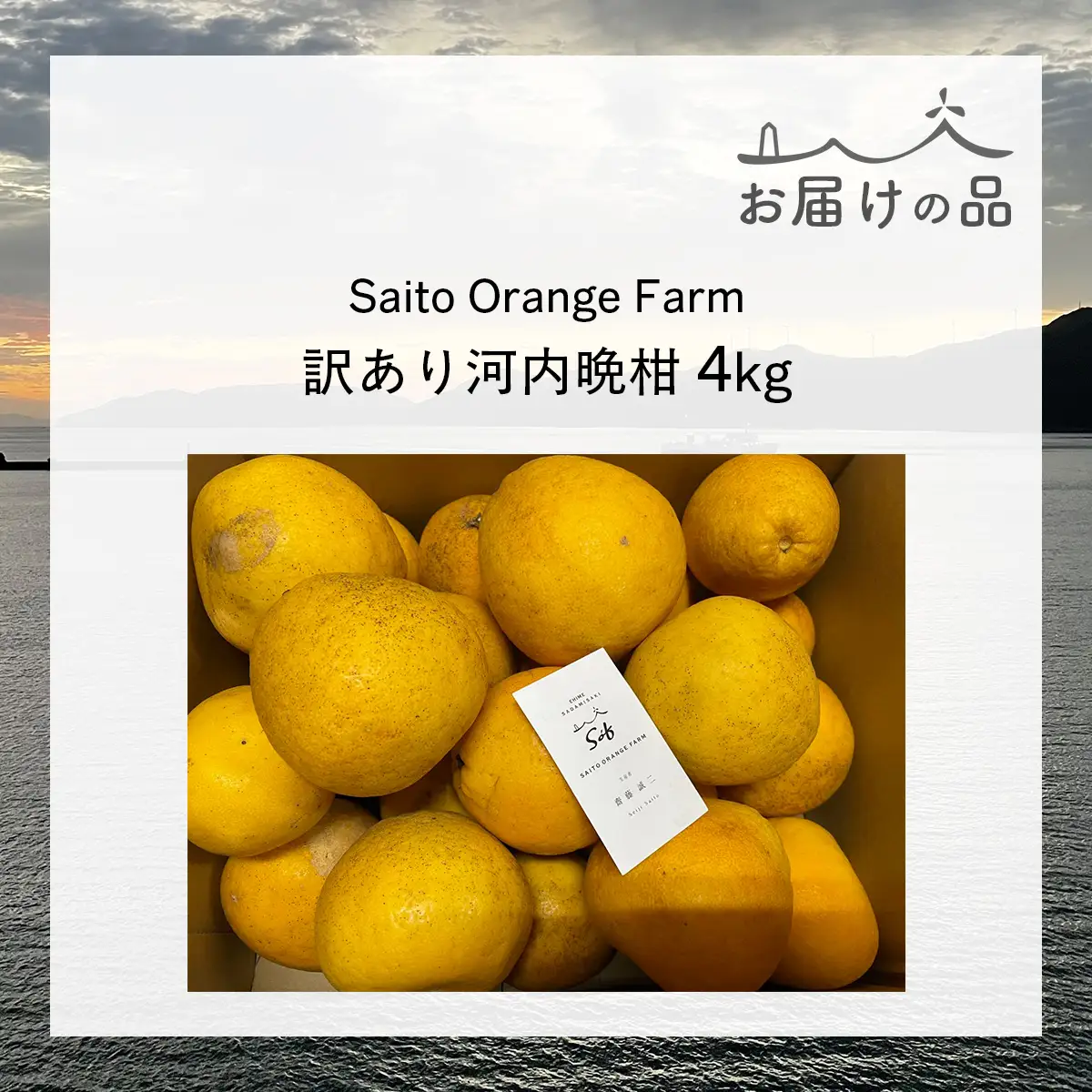 【先行予約】Saito Orange Farmの訳あり河内晩柑4kg ※2027年4月下旬頃より順次発送予定 IKTAQ004