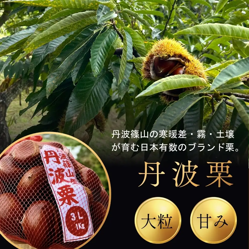 丹波栗 500g お試し 品評会受賞 栗