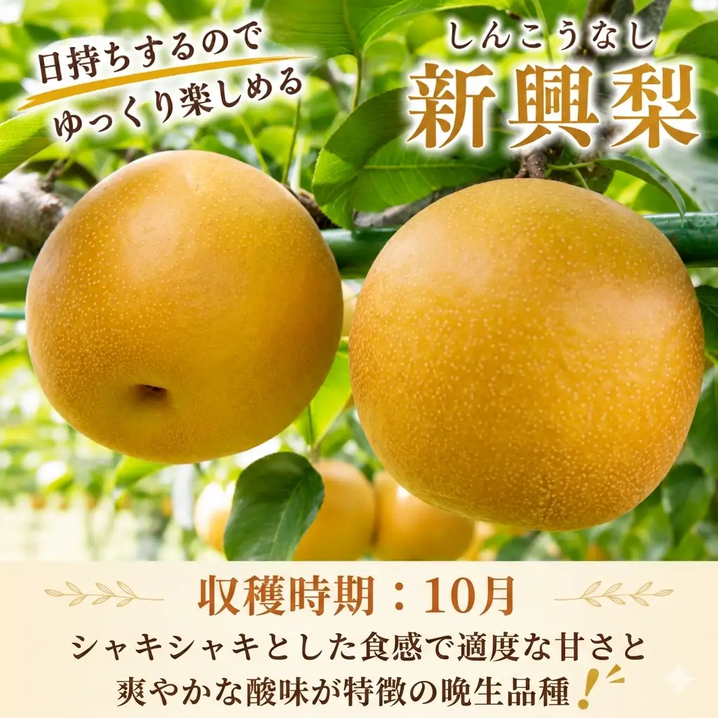 Y1077 新興梨（家庭用）5kg【冬支度前の旬な贈り物】鳥取県 八頭町