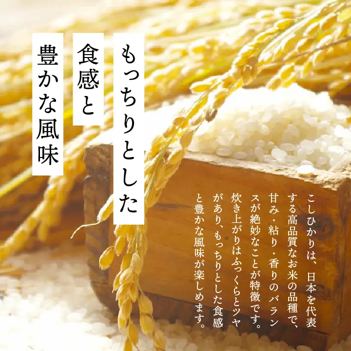 【令和8年先行予約】白米 こしひかり ひとめぼれ 20kg 精米 ブランド米