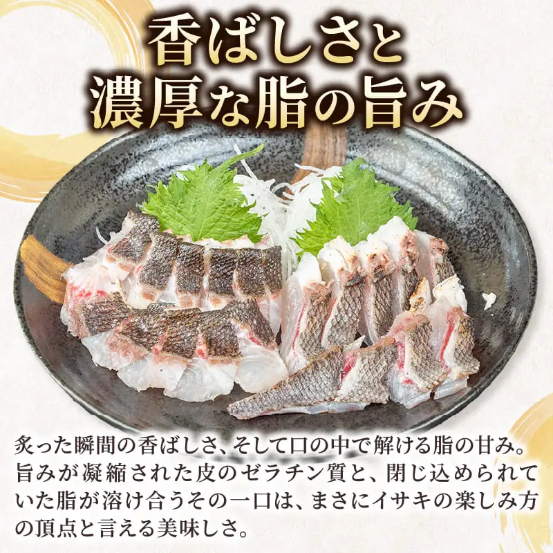 イサキ 皮付き 炙り 2尾分 炙り