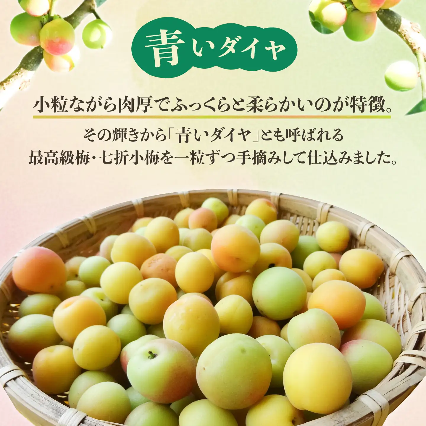 【全12回定期便】梅シロップ 七折小梅の梅シロップ 500ml×2本 / 梅シロップ シロップ 梅 うめ ウメ 七折小梅 梅ジュース 国産 砂糖 炭酸割り うめジュース 希釈用 プレゼント ギフト 人気 おすすめ / 愛媛県砥部町/農事組合法人ななおれ梅組合[BJAG004]