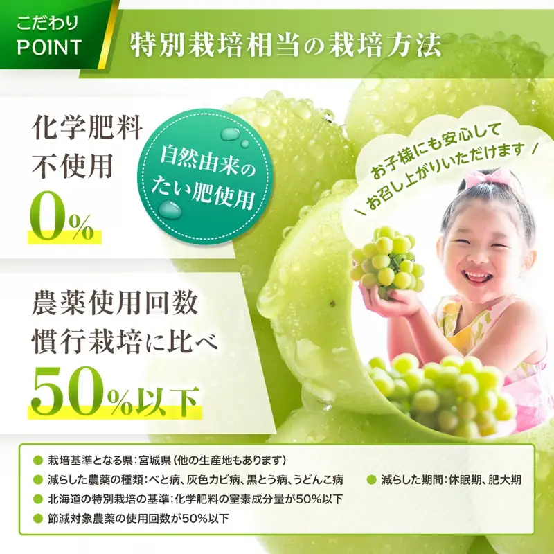 【先行予約：2026年9月上旬以降発送】北海道産シャインマスカット 1kg【秀品２房】_Y164-0002