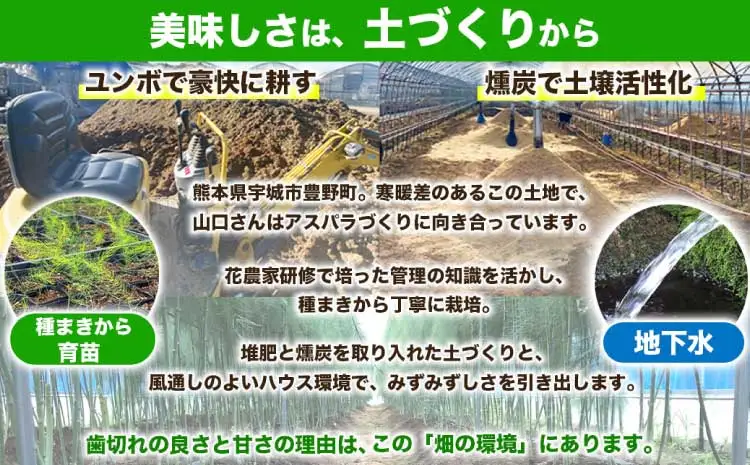  訳あり アスパラガス  約500g (S～L) 【2026年7月上旬～2026年10月中旬発送予定】