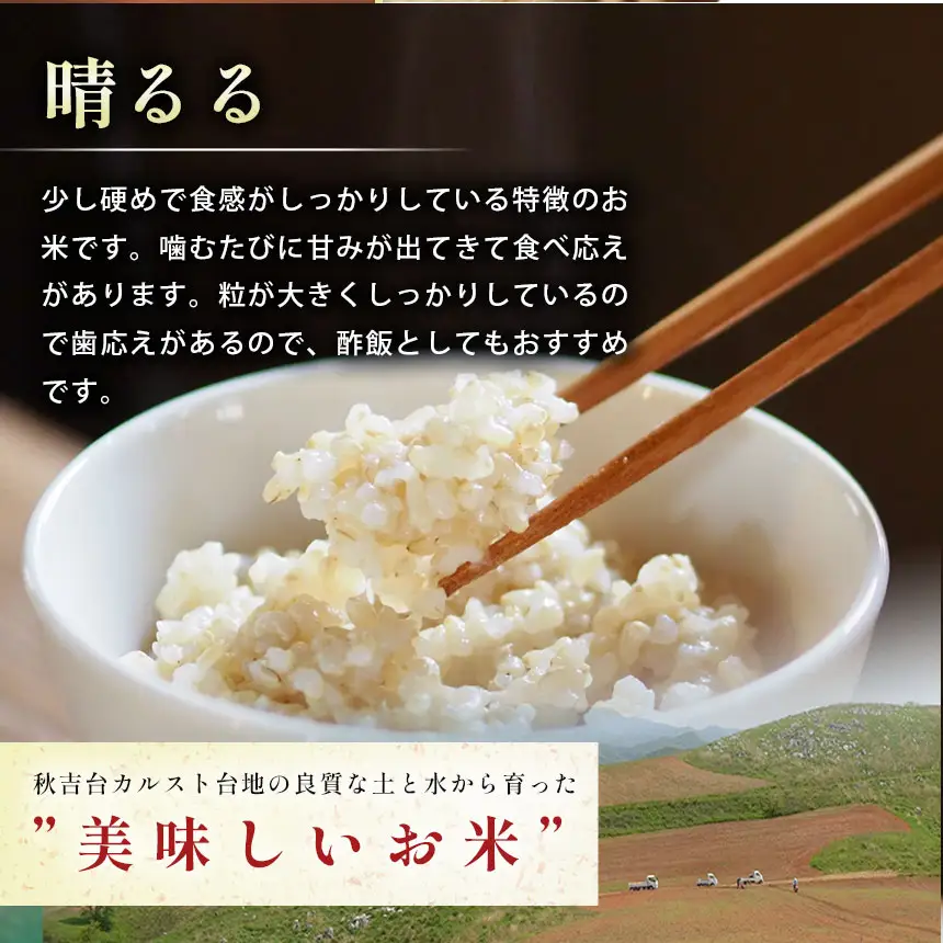 令和8年度産 新米 晴るる 玄米 10kg 村上農園 先行予約 ＜ 2026年9月下旬より11月末まで順次発送 ＞ 