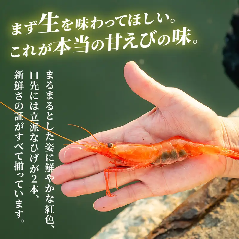 先行予約 新鮮 ふく福甘えび（生）1kg 2026年9月上旬以降順次発送予定 冷蔵発送 エビ 海老 [B-13503]