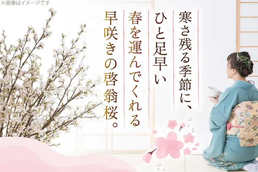 【期間限定発送】 桜 啓翁桜 10本