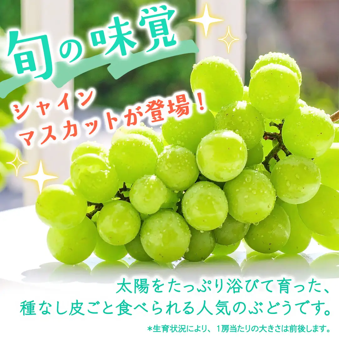 【定期便】3か月連続でお届け！ シャインマスカット 約1.3kg（約2房）【2026年8月から発送開始】（茨城県共通返礼品 [ぶどう]：結城市産）