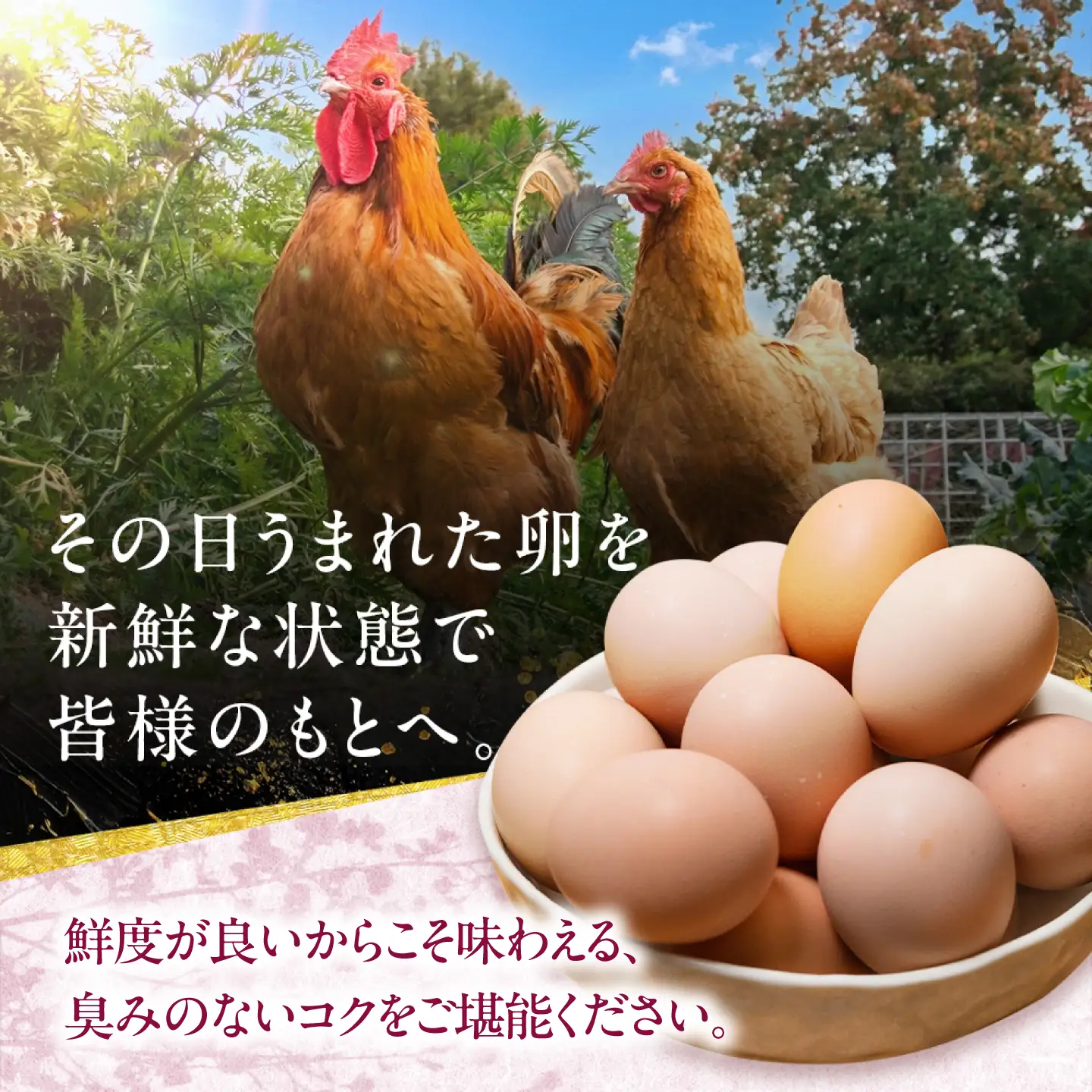 名古屋コーチン 卵 20個（18個＋割れ保証2個）【化粧箱入り】/ 卵 たまご 鶏卵 高級卵 / 稲沢市 / 櫛田養鶏場[BMAY006]