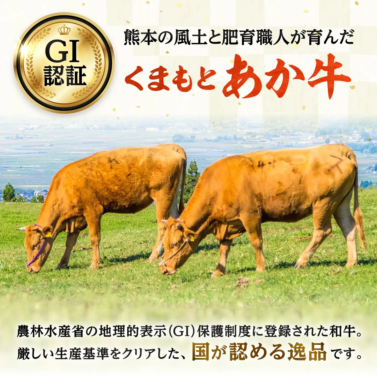 【全6回定期便】GI認証 くまもとあか牛 特選 すきやき用 約500g 和牛 牛肉 すき焼き 冷凍【阿蘇牧場】[AYBX120]