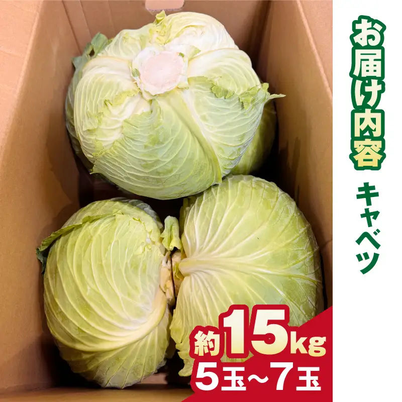【先行予約】キャベツ 約15kg