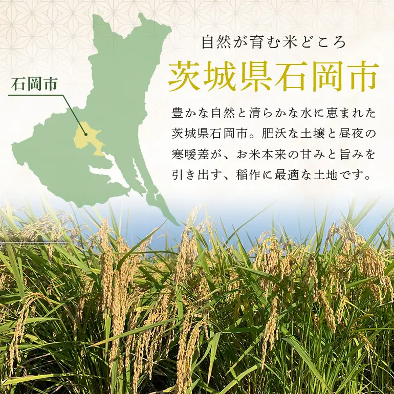 【令和8年産先行予約】獅子米まんげつもち（玄米）30kg B02-104