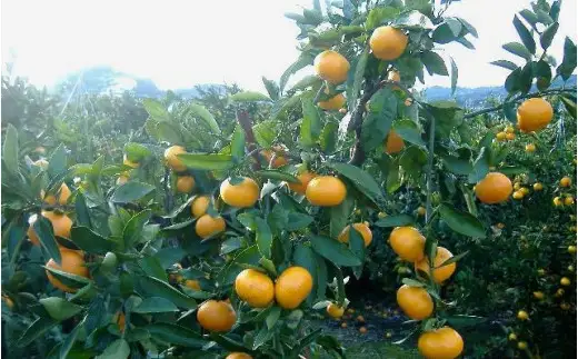 紀州 有田 みかん 秀品 3kg サイズおまかせ  / 温州みかん 有田みかん 甘い 高級 和歌山 柑橘 ※2026年11月下旬～2027年1月中旬頃順次発送予定【sml004-r-3A】