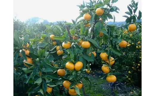 紀州 有田 みかん 5kg 訳あり サイズ混合 / 温州みかん 有田みかん 甘い キズ 和歌山 柑橘 ※2026年11月下旬～2027年1月中旬頃順次発送予定 ※北海道・沖縄・離島への配送不可 【sml004-c-5A】 