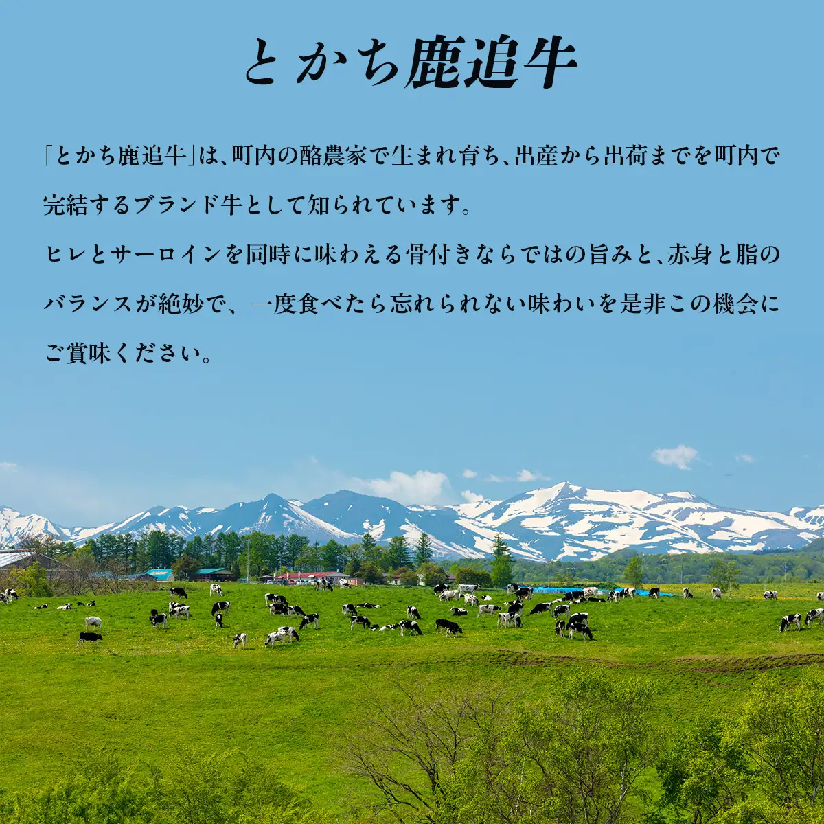 とかち鹿追牛 骨付きサーロイン(ヒレ付き)（1頭分) SKA040