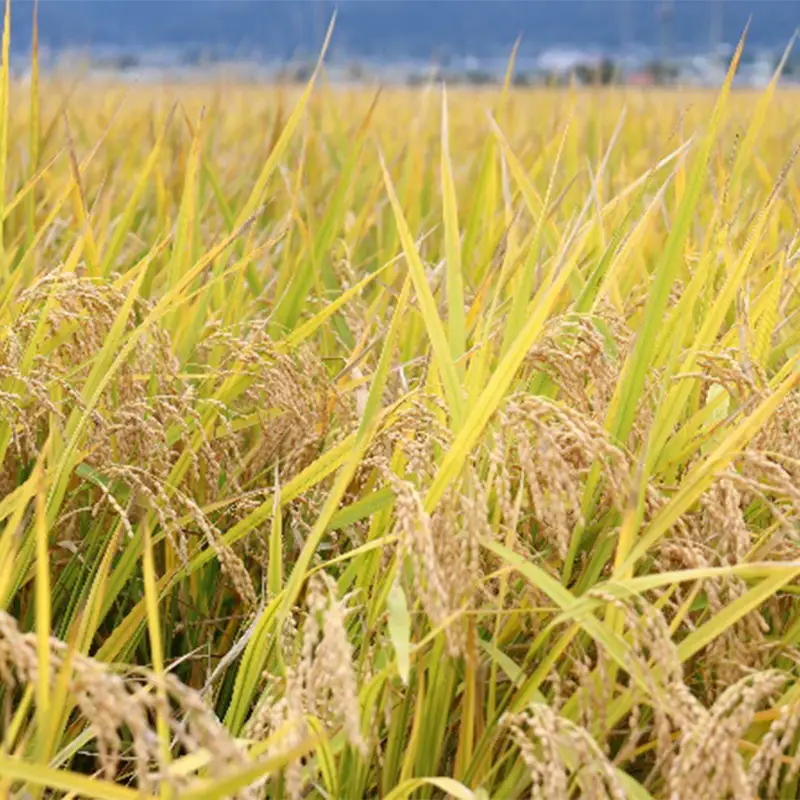 令和8年度新米 【山形県産】 はえぬき5kg～毎日食べても飽きない山形米の実力派～ F2Y-4801