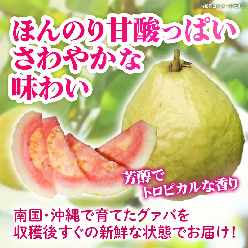 【先行受付】【2026年発送】畑人のグァバ 約1kg - グアバ トロピカルフルーツ ビタミン ポリフェノール 食物繊維 南国フルーツ 沖縄県 産地直送 果物 フルーツ 国産 おすすめ 沖縄県 八重瀬町