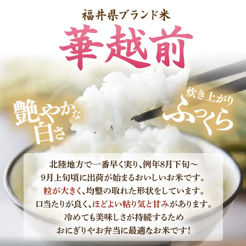 【令和8年産】 華越前 無洗米 5kg / 米 5キロ ハナエチゼン はなえちぜん 北陸 福井県産 あわら市 ブランド米 白米 お米 コメ こめ kome [aw056-a030_00]