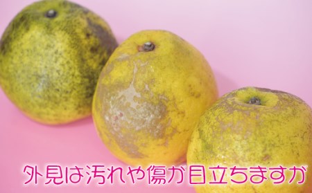 河内晩柑10kg【家庭用】 河内晩柑