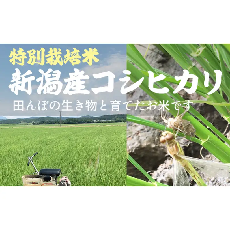 【先行予約】特別栽培米 コシヒカリ 2kg ふぁーむ大地 コシヒカリ