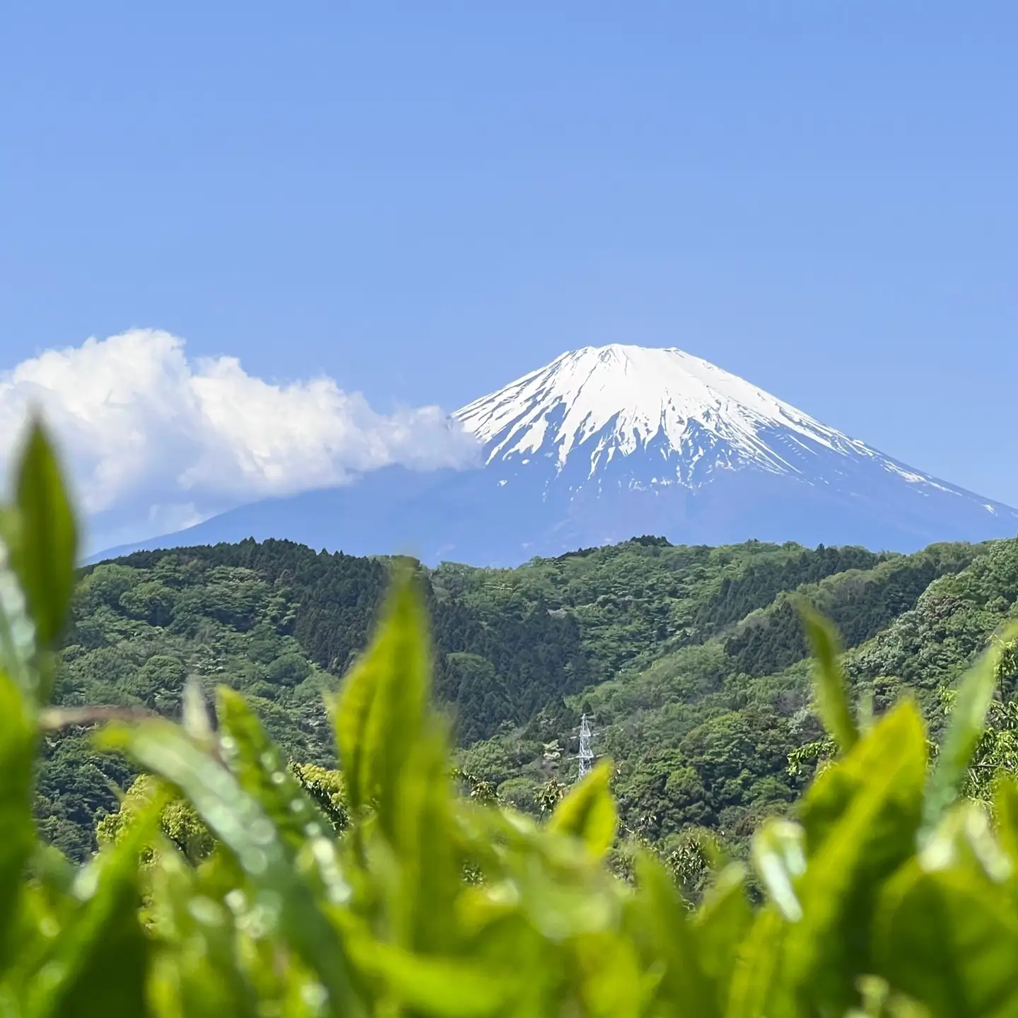 【３個セット】水源の森で育った自然栽培茶　竜集和紅茶【 茶 紅茶 茶葉 美味しい神奈川県 山北町 】