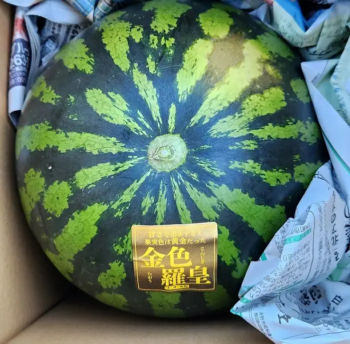山形村産 金色羅皇 1玉（11kg以上）中川農園 3217