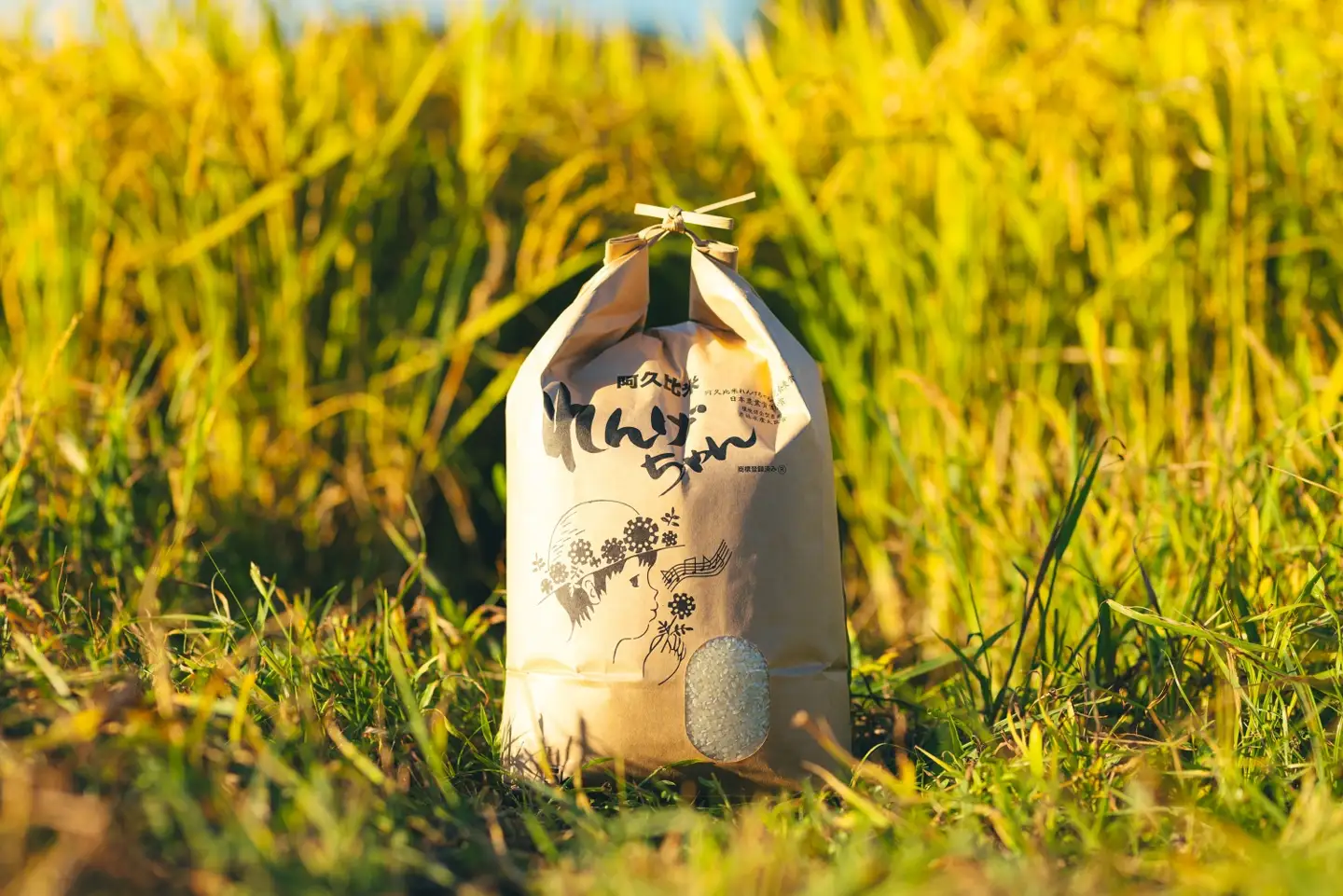 【令和7年度産】阿久比米れんげちゃんコシヒカリ　計5kg×1袋｜米 阿久比町