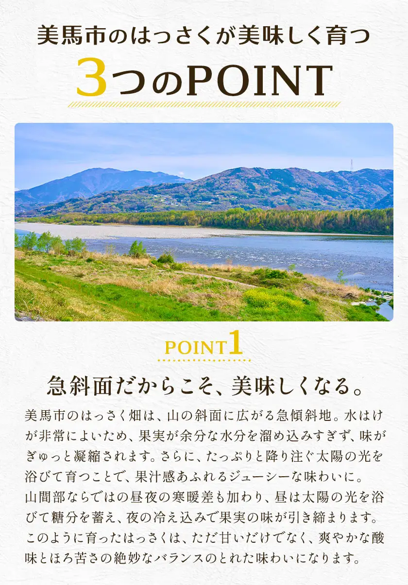 訳ありはっさく八朔4kg