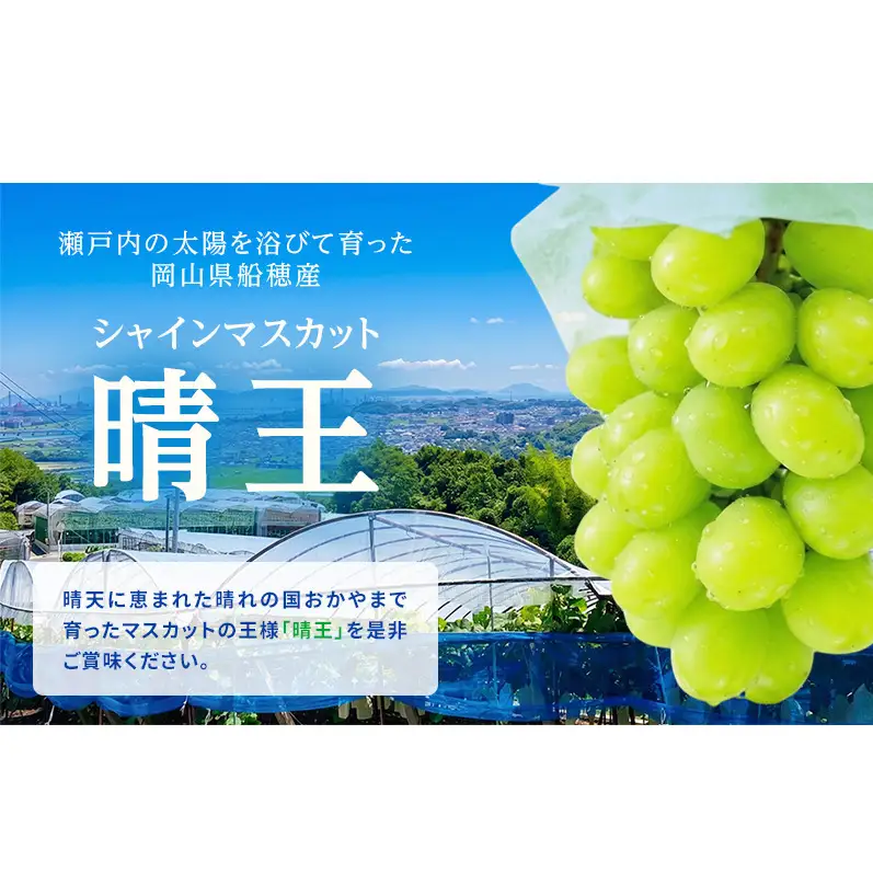 ぶどう 2026年 先行予約 シャイン マスカット 晴王 1房 約600g ブドウ 葡萄  岡山県船穂産 国産 フルーツ 果物 ギフト デザート 食後 酸味が少ない 産地直送