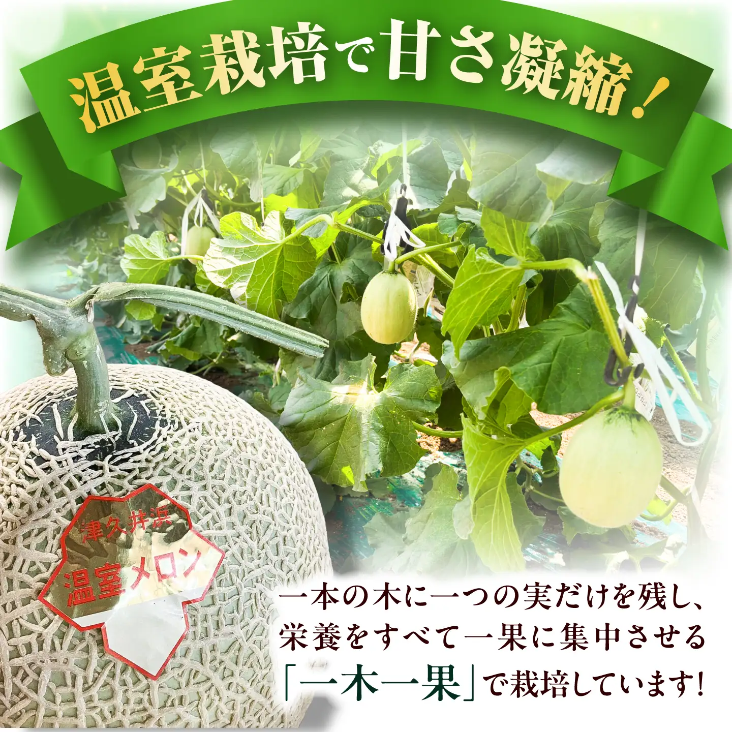 【数量限定30セット】神奈川県産 津久井浜 温室メロン アールスメロン 大玉 糖度16度前後 約2.0kg以上 1玉[AKJG001]