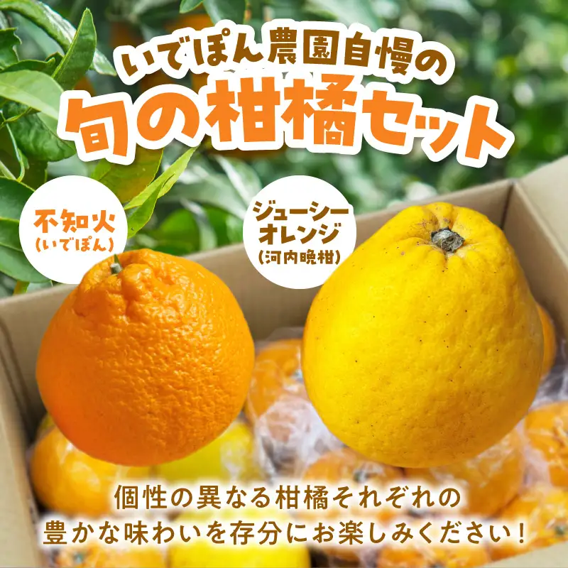 S086-009_【数量限定】井手尾さん家が丹精込めた天草の不知火とジューシーオレンジ 計約8kg