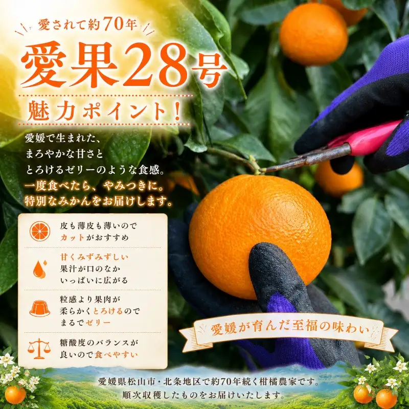 【2026年11月下旬から発送予定】 数量限定 愛果28号（紅まどんなと同品種） 約3kg×3箱 みかん 紅まどんなと同品種 果物 紅まどんなと同品種 フルーツ 紅まどんなと同品種 愛媛県【HMN018】