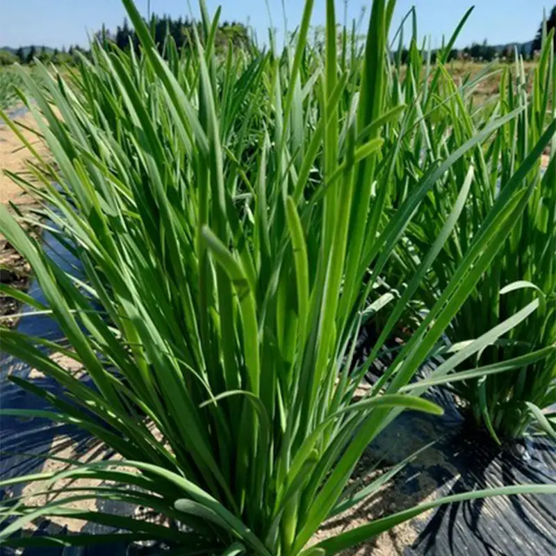 山形県 戸沢村産 にら 4kg(40束) 2026年5月下旬から順次発送 国産 野菜 やさい 韮 ニラ 料理 餃子 炒め物 惣菜 自宅 家庭 F7W-0339