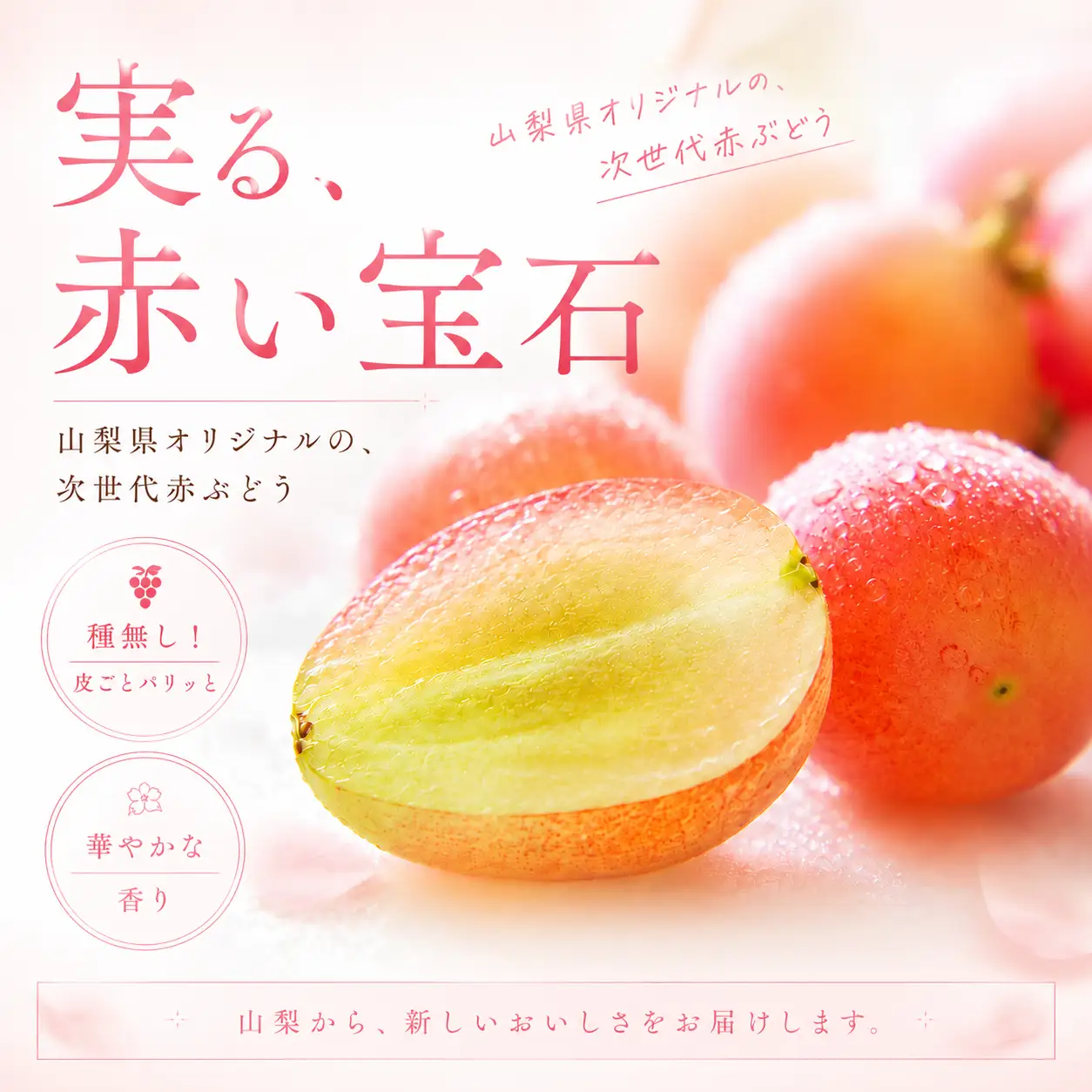 【2026年発送】先行予約 サンシャインレッド 1.2kg 2～3房 山梨県産 希少 赤系ぶどう シャインマスカット系 【山梨県笛吹市 産地直送】ぶどう フルーツ 果物 209-011-26y